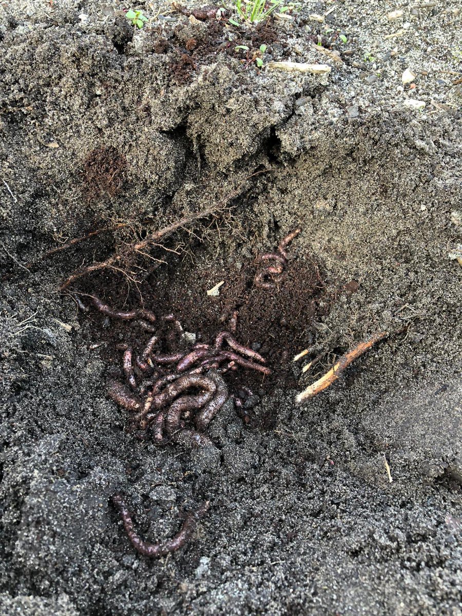 johan_fidder's tweet photo. Ondanks de Corona perikelen gaan werkzaamheden gewoon door.
Voor boomplantdag hadden we heuse wormen besteld die de kids mochten uitzetten bij de aan te planten bomen.
Helaas is boomplantdag voor morgen geannuleerd. Daarom net de wormen een plekje gegeven. https://t.co/fRdmudg2mh