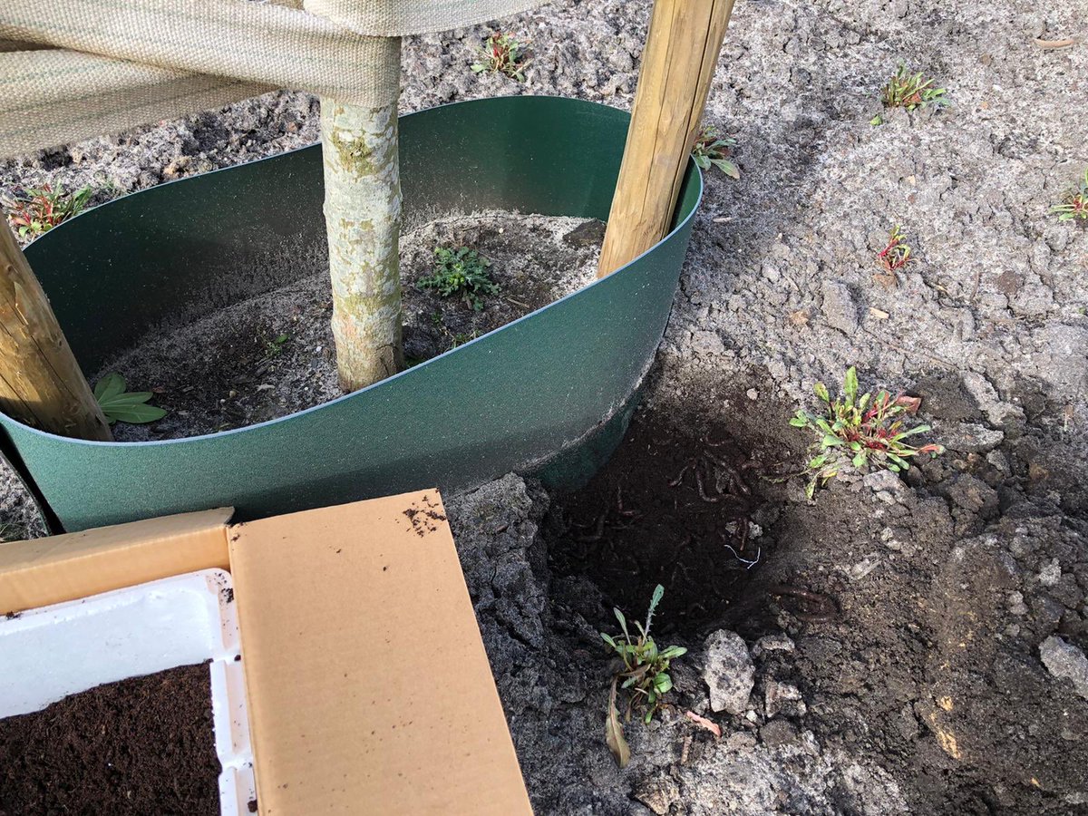 johan_fidder's tweet photo. Ondanks de Corona perikelen gaan werkzaamheden gewoon door.
Voor boomplantdag hadden we heuse wormen besteld die de kids mochten uitzetten bij de aan te planten bomen.
Helaas is boomplantdag voor morgen geannuleerd. Daarom net de wormen een plekje gegeven. https://t.co/fRdmudg2mh