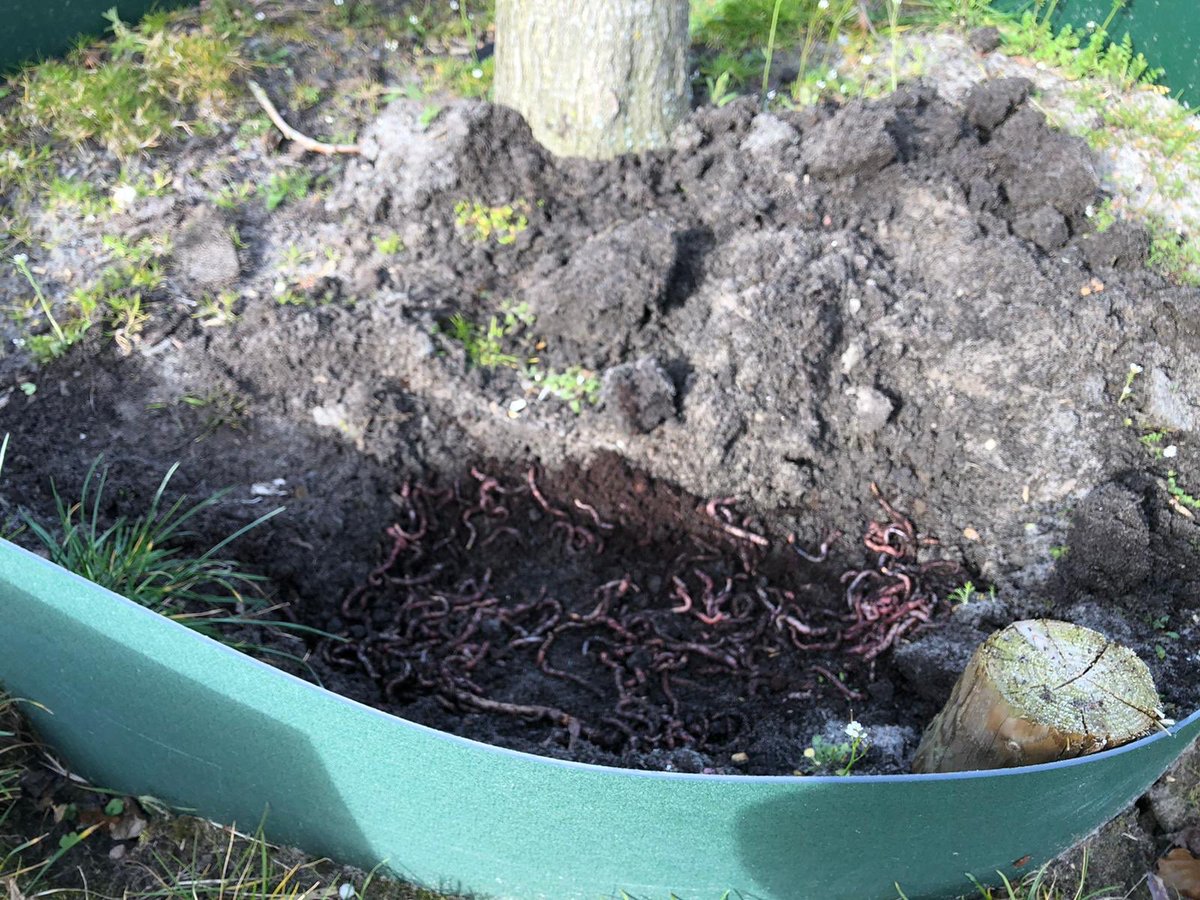 Ondanks de Corona perikelen gaan werkzaamheden gewoon door.
Voor boomplantdag hadden we heuse wormen besteld die de kids mochten uitzetten bij de aan te planten bomen.
Helaas is boomplantdag voor morgen geannuleerd. Daarom net de wormen een plekje gegeven.