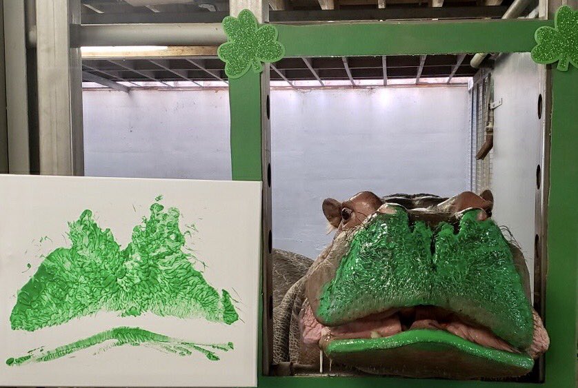 TheTorontoZoo's tweet photo. Happy St. Patrick’s Day 💚☘️ Today may not feel like St. Patrick’s Days in the past, but we hope Petal brings a smile to your face. This hippo kiss will be auctioned off at Hippo Weekend in the summer to raise money for hippos in the wild 🦛 #ClosedButStillCaring #TheZooToYou https://t.co/FkU6qg9TgI