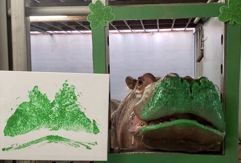 Happy St. Patrick’s Day 💚☘️ Today may not feel like St. Patrick’s Days in the past, but we hope Petal brings a smile to your face. This hippo kiss will be auctioned off at Hippo Weekend in the summer to raise money for hippos in the wild 🦛 #ClosedButStillCaring #TheZooToYou