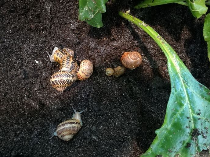 On the snail trail? Helping newcomers to the agricultural sector | News | CORDIS | European Commission europa.eu/!NP66rH <a href="/TessaAvermaete/">Tessa Avermaete</a> <a href="/newbieuk/">@NewbieUK</a> <a href="/teagasc/">Teagasc</a> <a href="/KU_Leuven/">KU Leuven</a> <a href="/bioeconKUL/">BioeconomicsKUL</a> <a href="/danieldejong_80/">daniël de jong</a> <a href="/MertijnM/">Mertijn Moeyersons</a> @adamjcalo <a href="/LeeAnnSuth/">Lee-Ann Sutherland</a> <a href="/Reseau_RENETA/">RENETA</a> <a href="/BDLandjugend/">BDL - Bund der Deutschen Landjugend</a> <a href="/_CEJA_/">CEJA Young Farmers</a>