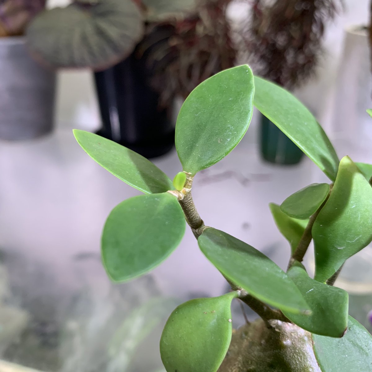 crazy_clever_s's tweet photo. #Hydnophytum #moseleyanum
#STRINGPLANTS #アリ植物
肉厚だから遅いかと思ったけど意外と成長早いです😊 https://t.co/OyrUldYeO3