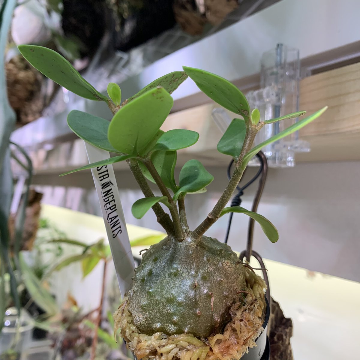 crazy_clever_s's tweet photo. #Hydnophytum #moseleyanum
#STRINGPLANTS #アリ植物
肉厚だから遅いかと思ったけど意外と成長早いです😊 https://t.co/OyrUldYeO3