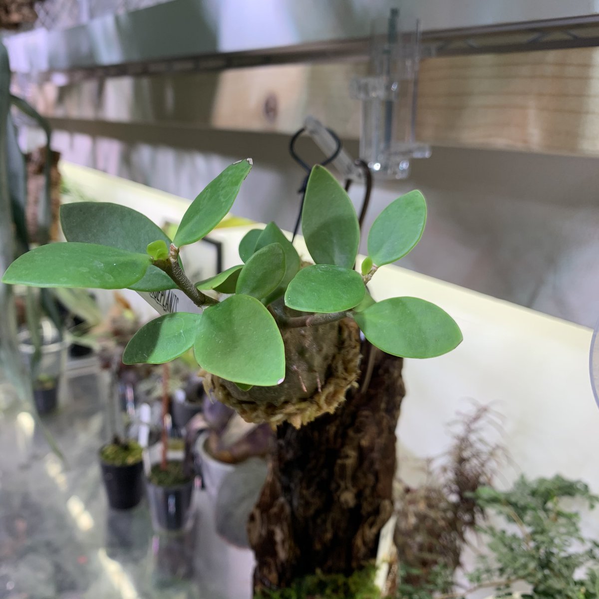 crazy_clever_s's tweet photo. #Hydnophytum #moseleyanum
#STRINGPLANTS #アリ植物
肉厚だから遅いかと思ったけど意外と成長早いです😊 https://t.co/OyrUldYeO3