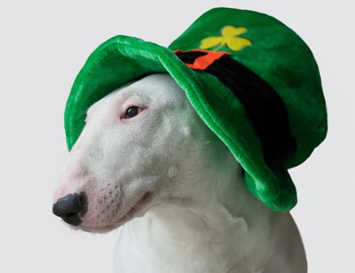 Happy St. Patrick's Day! Treat yourself to our #CBDOil and/or #CBDBalm. #Collagen will be on our website very soon! 
--> AbbyChristopher.com

#abbychristopher #connoils #dogs #pitties #StPatricksDay