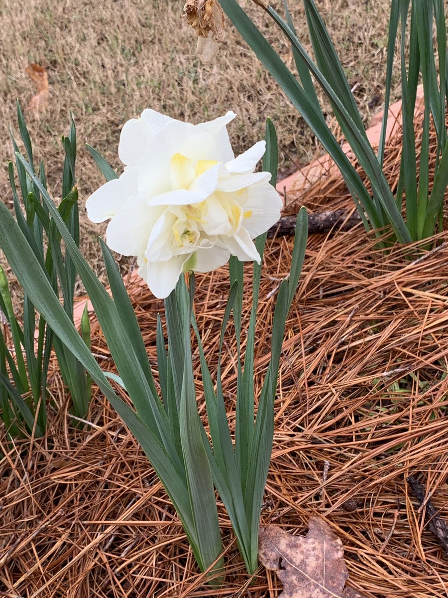 pitnerbookworm's tweet photo. If you need a break from social distancing, go outside, take in the fresh air, and view the beauty springing forth from the ground.  God’s little reminder that He reigns. https://t.co/g85CMaRHCU