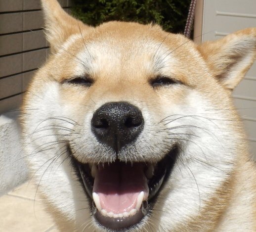 松村北斗の画像をアップすると近い構図の犬の画像が送られてくる Togetter 松村北斗の画像をアップすると近い構図の犬の画像が送られてくる Togetter