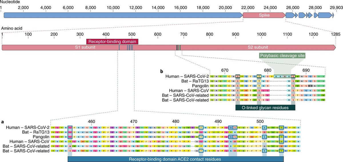 "Our analyses clearly show that SARS-CoV-2 is not a laboratory construct or a purposefully manipulated virus." -> read now: go.nature.com/3d9UhlQ  #covid19 <a href="/K_G_Andersen/">Kristian G. Andersen</a>
