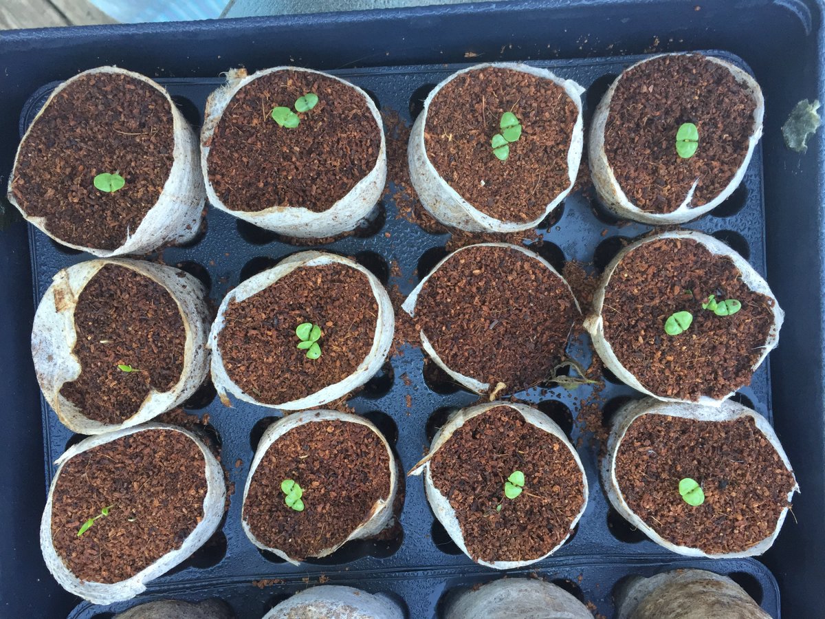 Why not try something different, plan your garden. Big or small, post your questions here and I will answer your questions and supply resources. #allin4thevile #mindfulnessgardening