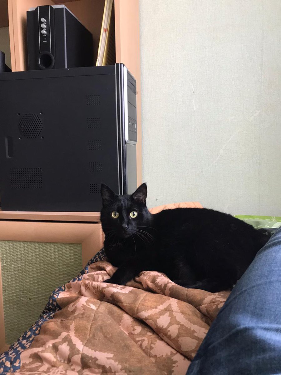 Rozalechka's tweet image. Внимание, Казань!
Очень срочно нужно пристроить котика!чистый, кастрированный, приученный к лотку, спокойный. Не очень молодой,правда.Но он будет так вас любить!
Хозяева уезжают и бросают его на улице, если не найдут кому отдать.
Помогите!!!
#казань #бездомныеживотные #хорошийкот