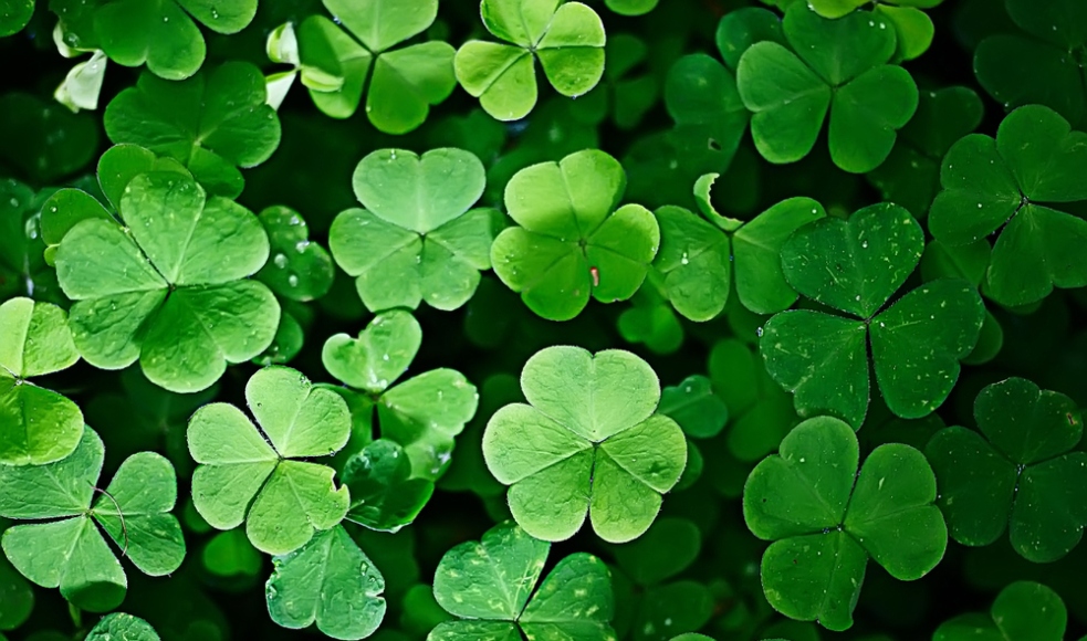 McMasterU's tweet photo. We know it's St. Patrick's Day, but we're urging everyone to practise social distancing and save the party for another time. ☘️ 
Together, we can slow the pace of COVID-19 and keep our community safe. https://t.co/hsTYQMKoiA