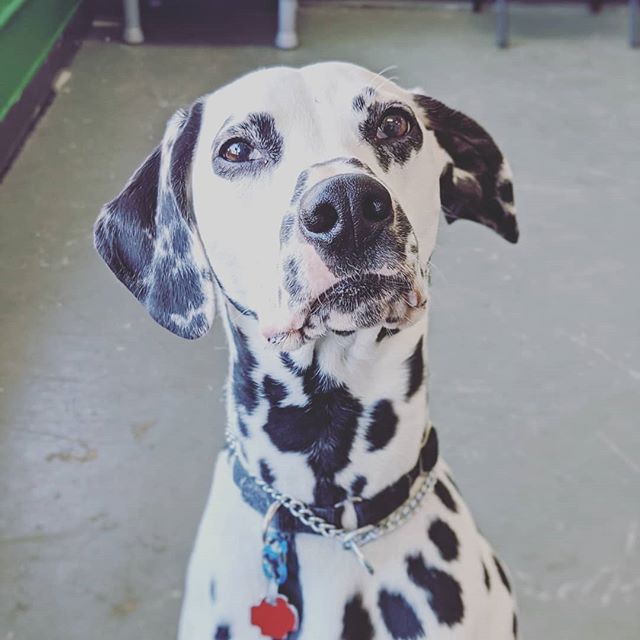 Dauntless_Dogs's tweet photo. Percy says Happy Tuesday! Let's fill those feeds with cute dogs! https://t.co/edSC27McJS