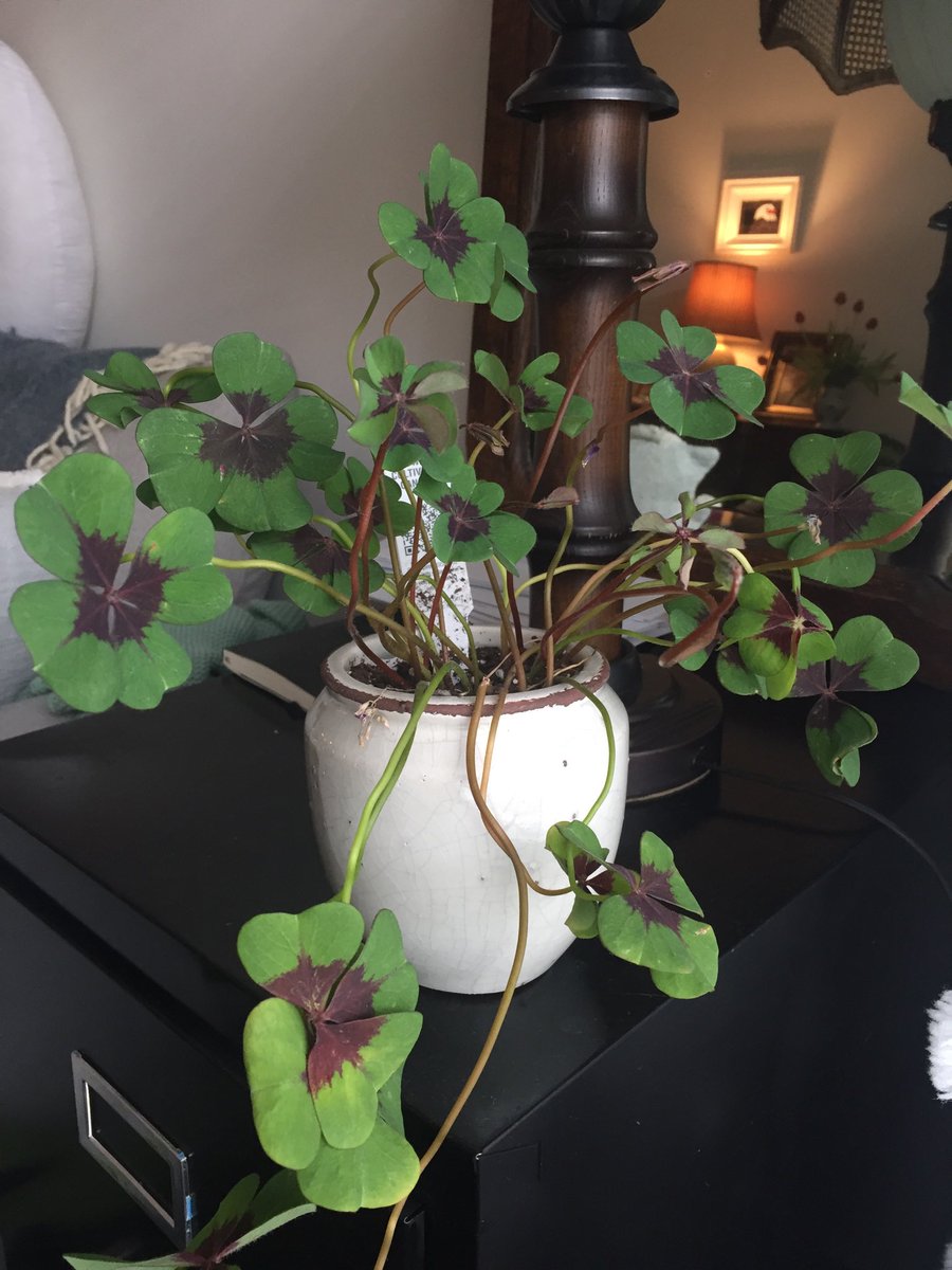 Beannachtaí na Féile Pádraig. 🍀🇮🇪