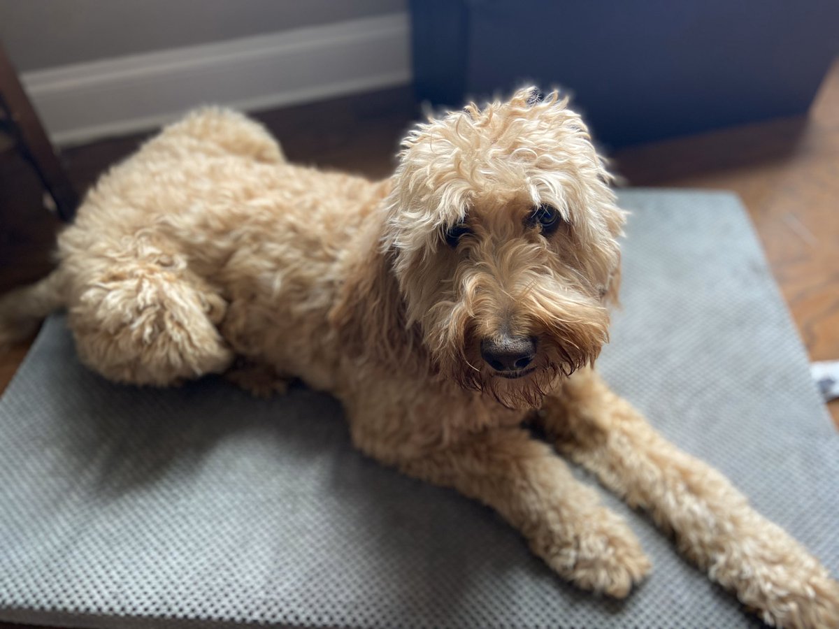 Why are the humans home again today? Will she call other humans that have dog friends? Will I get more bones? #dogsoftwitter