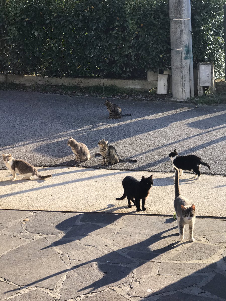 Alcuni dei randagini di cui mi occupo 😻 Per chi volesse contribuire ➡️ paypal.me/catladymariach…