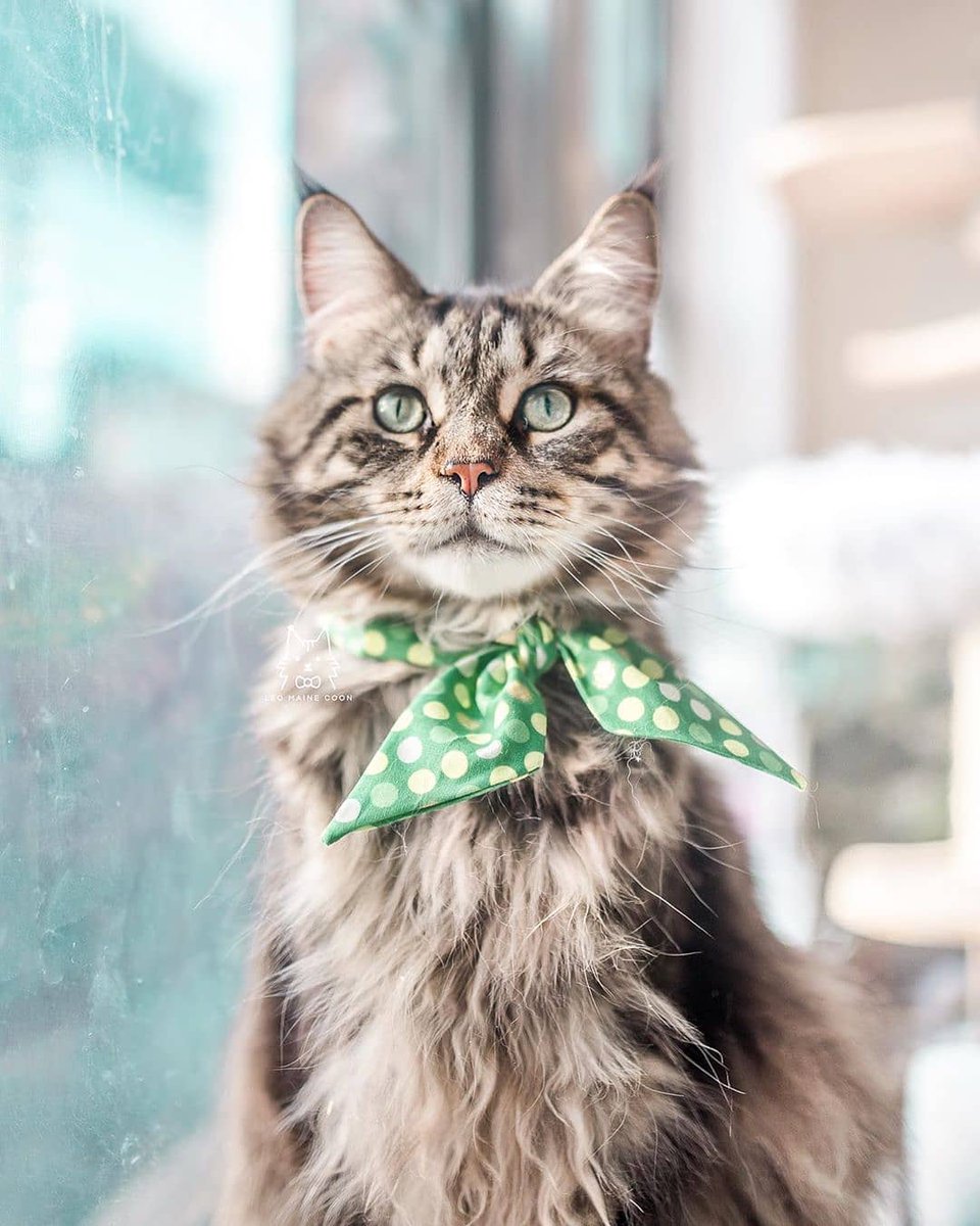 catsxtra tweet picture
