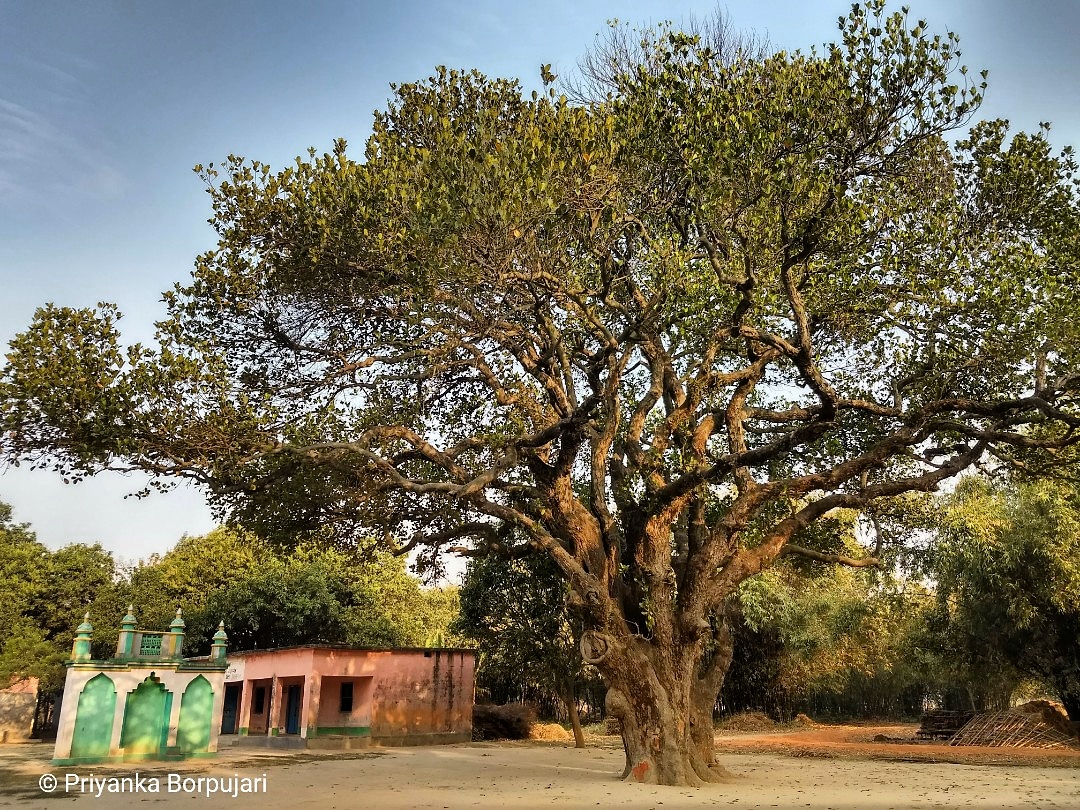 For after every night, no matter how torrid, comes the light of dawn.Chapati, Bihar.Walking through canopies of abundance, on the  @outofedenwalk last year with  @PaulSalopek. #EdenWalk