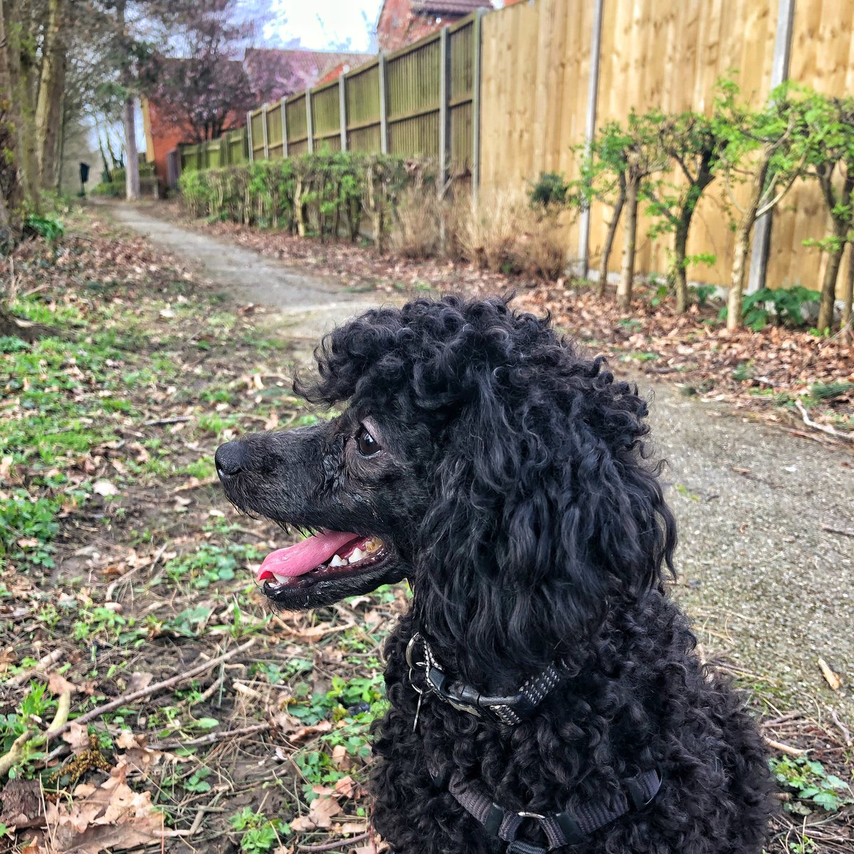paigeintransit's tweet photo. This happy little thing has no idea the world is on lockdown. She squealed with delight through the whole afternoon walk, just like always.
#walk #dogwalk #outdoors #happy #happyanyway #dog #poodle #pleasantday #shedoesntknow #bundleofjoy #ilovedogs #lovemydog #preciouscreature https://t.co/K8NbjbVglP
