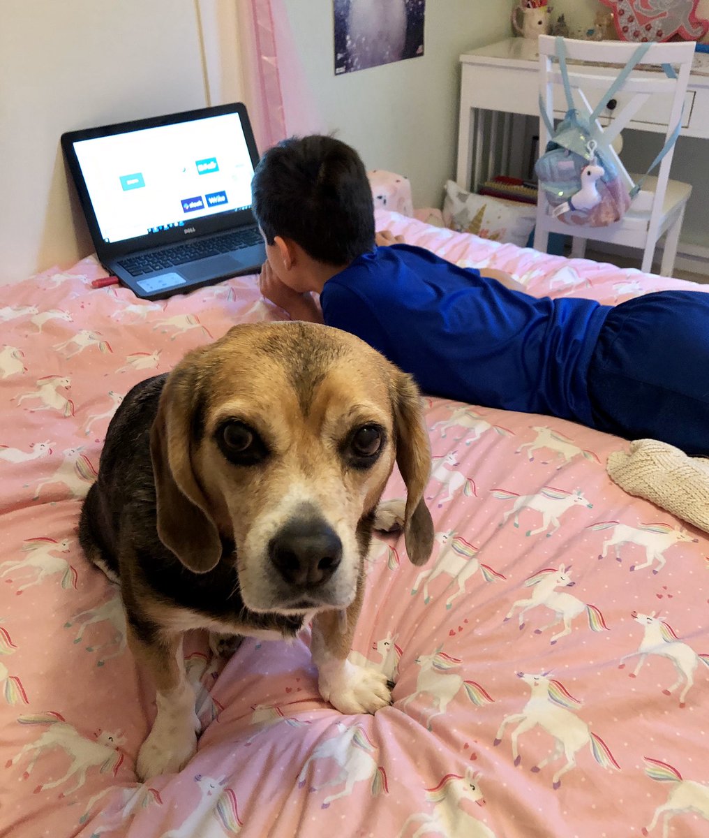 Nigel the Beagle 🌈 tweet media
