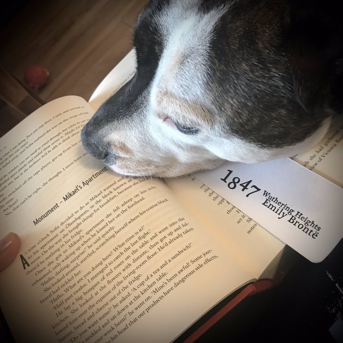 It’s okay, Rosie. I don’t mind reading just the one page. 😂😂😂. #staffordshirebullterrier #mustread #amreading #thecrowgirl #erikaxlsund #staffy