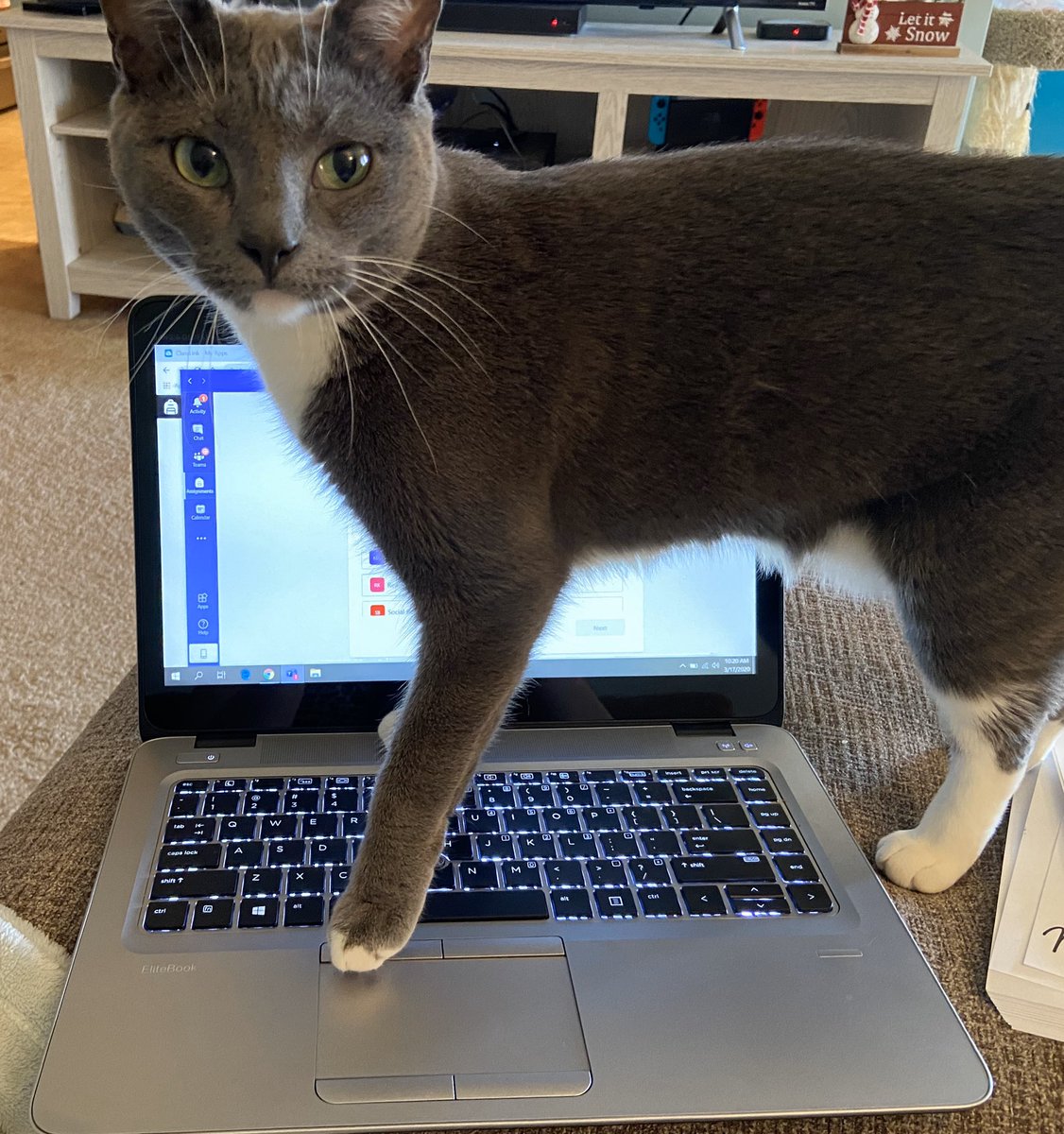 ExtraInKinder's tweet image. Good Morning! Nelson is helping me work from home today! Send me pictures of your new at home classmates (pets,stuffys,siblings,etc) 🥰 #Burbank111 #KennedyCallOut