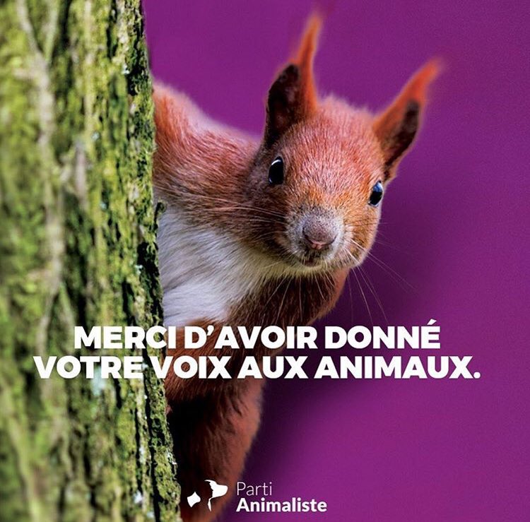 Aix2020_PA's tweet photo. Comme vous le savez peut-être, nous avons rassemblé 1,88% des voix ce dimanche. Nous avons mené une campagne avec notre coeur, avec nos moyens. Nous remercions  @laprovence, @Anonymal et @radiozinzineaix, et merci à vous tous 🙏🕊

#Partianimaliste #Municipales2020 #Aixenprovence https://t.co/oFSbGLlxaB