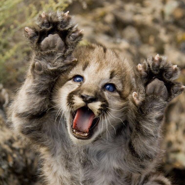 Keep your paws clean. Wash often with soap and water for at least 20 seconds, avoid touching your eyes, nose, and mouth, cover your mouth and nose when you cough or sneeze, and please stay home if you feel sick! 

cdc.gov 

📸: Mountain lion with raised paws. 🐾