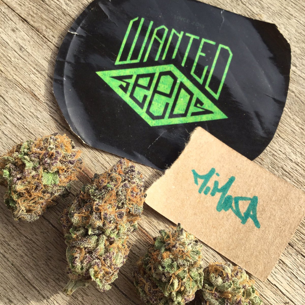 Freakys420's tweet photo. Mimosa grown by @wantedseedsofficial !!! 😈😈😈 

Terps are crazy and so good for this quarantine period ! 

Thanks again guys for this Spannabis Gift !!! That was crazy ! 😁😁😁

Contact us for more information about club in Barcelona. 🇫🇷🇪🇸🇺🇸🇬🇧 

#weedlife #wantedseeds #deuwi https://t.co/Iy95BO7OJJ