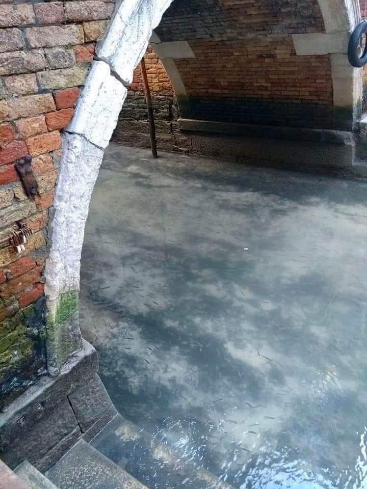 SecretGardennxx's tweet photo. Here's an unexpected side effect of the pandemic - the water's flowing through the canals of Venice is clear for the first time in forever. The fish are visible, the swans returned. https://t.co/inEOiZ7OWV