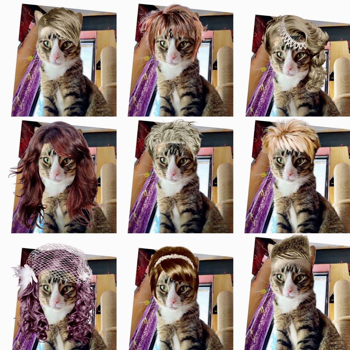 TuiSnider's tweet photo. Decided to give Miss Otis a virtual makeover with HairstyleLite, too! Any caption ideas? 

#tabbynation #CatsOfTwitter #CatsOfTheQuarantine #meow https://t.co/iIIMb5I2PT