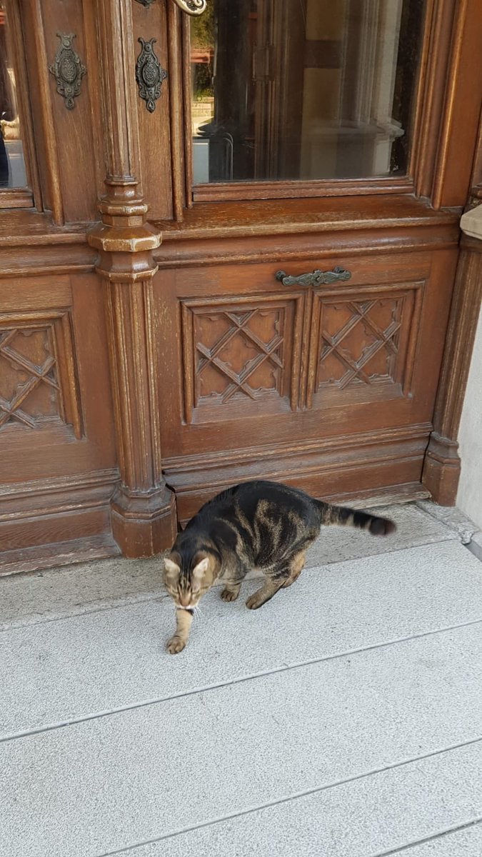 museomiramare's tweet photo. #Miramare diversamente popolato..
educatamente nel rispetto delle distanze di #sicurezza 🤣
#17MARZO 
#Amici19
#StayHome 
#MuseiChiusiMuseiAperti https://t.co/UtGhTsV71W