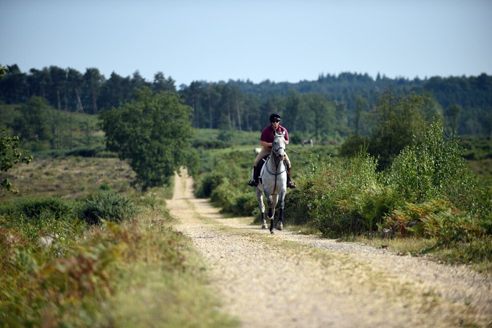 New Forest NT (@nt_newforest) on Twitter photo Due to the latest advice on C-19 we’re taking the decision to suspend horse riding in Foxbury. We do hope to see people back in Foxbury when we start back up at the end of the year. <a href="/NewForestNPA/">New Forest NPA</a> <a href="/LymoTweetUp/">#LymoTweetUp 💚</a> <a href="/RealNewForest/">New Forest CDA</a> Due to the latest advice on C-19 we’re taking the decision to suspend horse riding in Foxbury. We do hope to see people back in Foxbury when we start back up at the end of the year. <a href="/NewForestNPA/">New Forest NPA</a> <a href="/LymoTweetUp/">#LymoTweetUp 💚</a> <a href="/RealNewForest/">New Forest CDA</a>