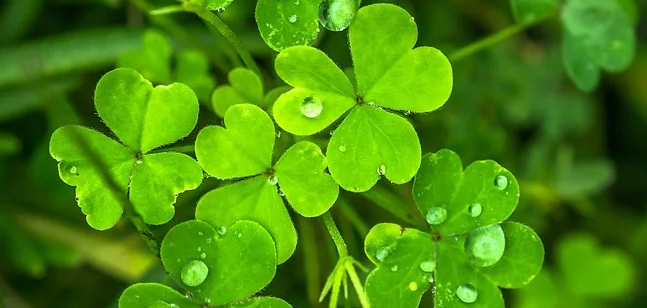ErrorBites's tweet photo. From all of us at Convergent Performance - Happy St. Patrick's Day!
#StPatricksDay #StPaddysDays #HappyStPatricksDay #StPatricksDay2020 https://t.co/oy3ndZ7pfI