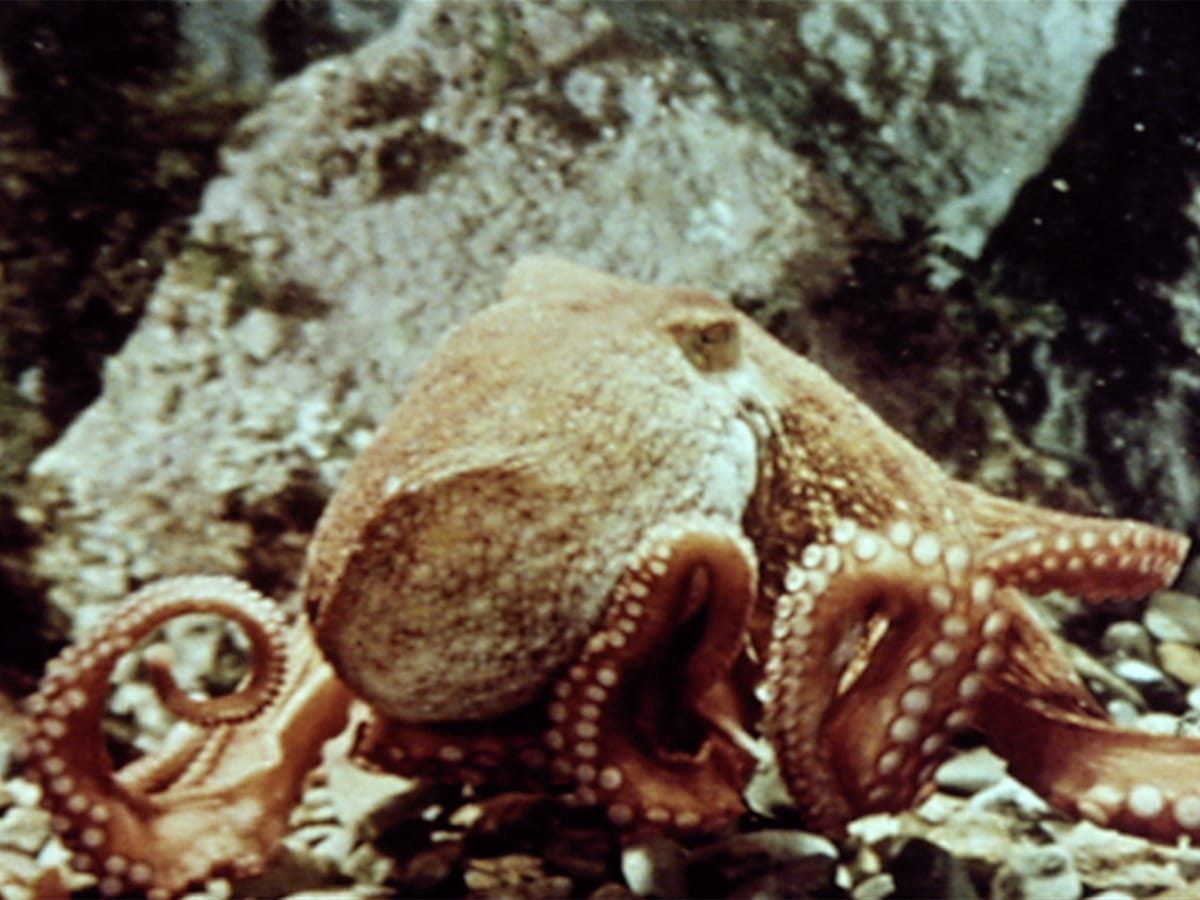 criterionchannl's tweet photo. Enjoy this definitive collection of mesmerizing, utterly unclassifiable science films by French filmmaker-scientist-inventor Jean Painlevé, which to be seen to be believed: delightful, surrealist-influenced dream works that are also serious science. https://t.co/rv7W1UzshW https://t.co/SW7LsYcBuE