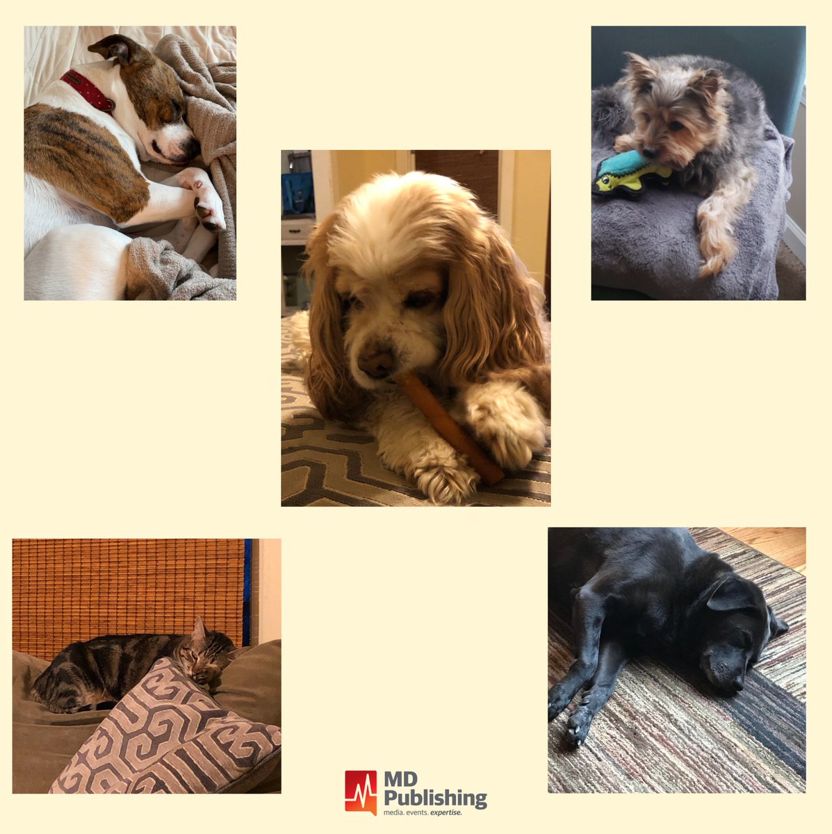 mdpublishing's tweet photo. Day 1 of the MDP team practicing social distancing! The MDP kids are in full swing doing online classes... the MDP pets are a little more relaxed.

We are fully accessible via email and phone, so please don't hesitate to reach out! Stay healthy everyone! https://t.co/t7BcFzmfTn