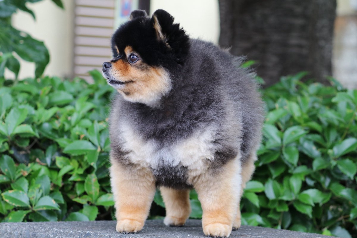 黒猫くう 小顔のタロちゃん One Pieceチョッパーの変化に似てる