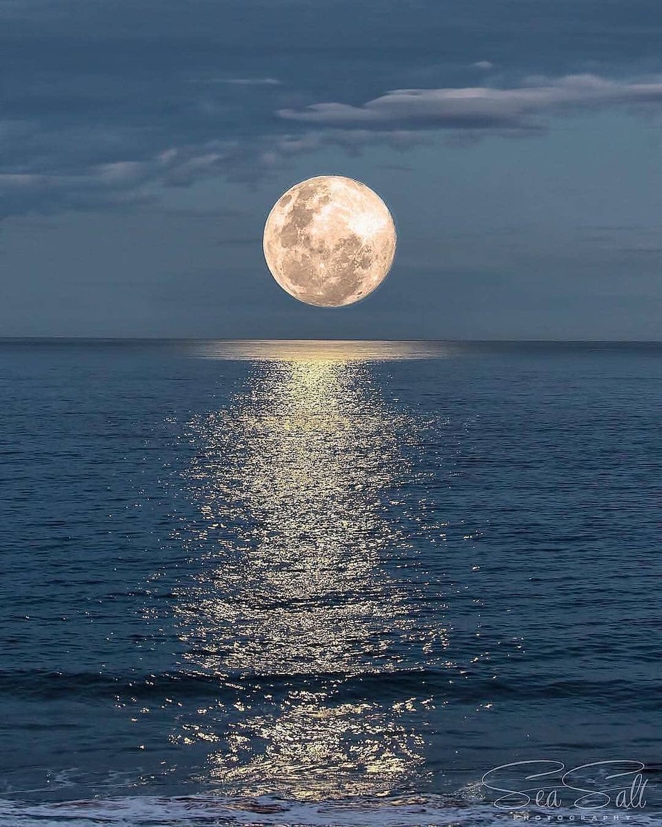 ✨ yuppy daisy,🌷🌛 tweet media