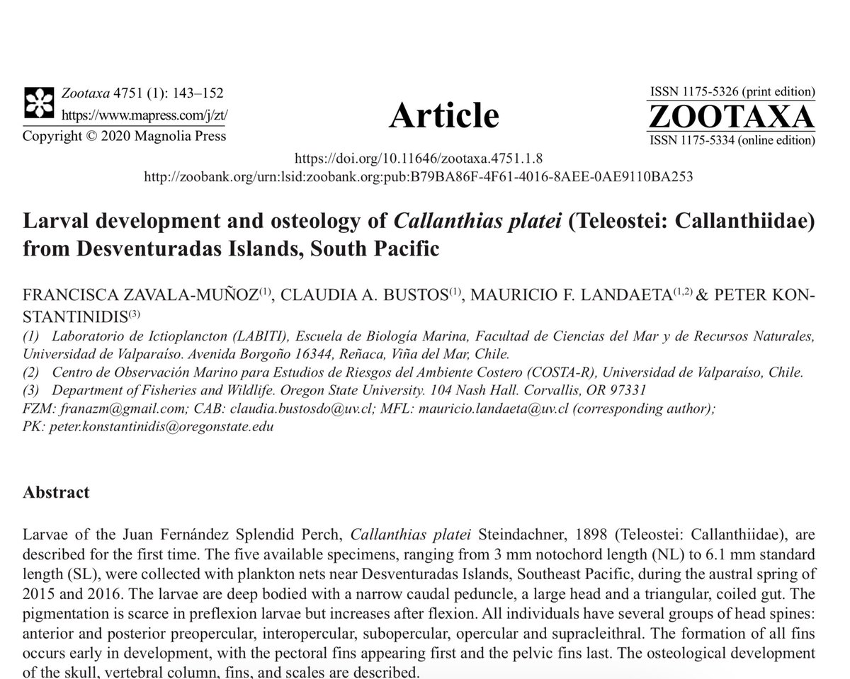 Les quería contar que estoy feliz porque con <a href="/landaicio/">Mauricio</a> e <a href="/Icariana/">Icariana</a> , con la colaboración del seco Peter Konstantinidis, nos publicaron un paper en Zootaxa, acerca del desarrollo larval y osteología del “pez hermoso” Callanthias platei 💜🐠
Eso, lávense las manitos y cuídense
