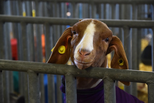DevonFarms's tweet image. After the news that the County Show was postponed, we can now say the new dates for the Devon County Show are out - roll on summer!! 🎉 🐮 🐑 🌾  

🐔 Friday 28th August - Sunday 30th August 🐷 
#DevonCountyShow #Westpoint #FamilyDayOut #AllTheAnimals #Farmwise