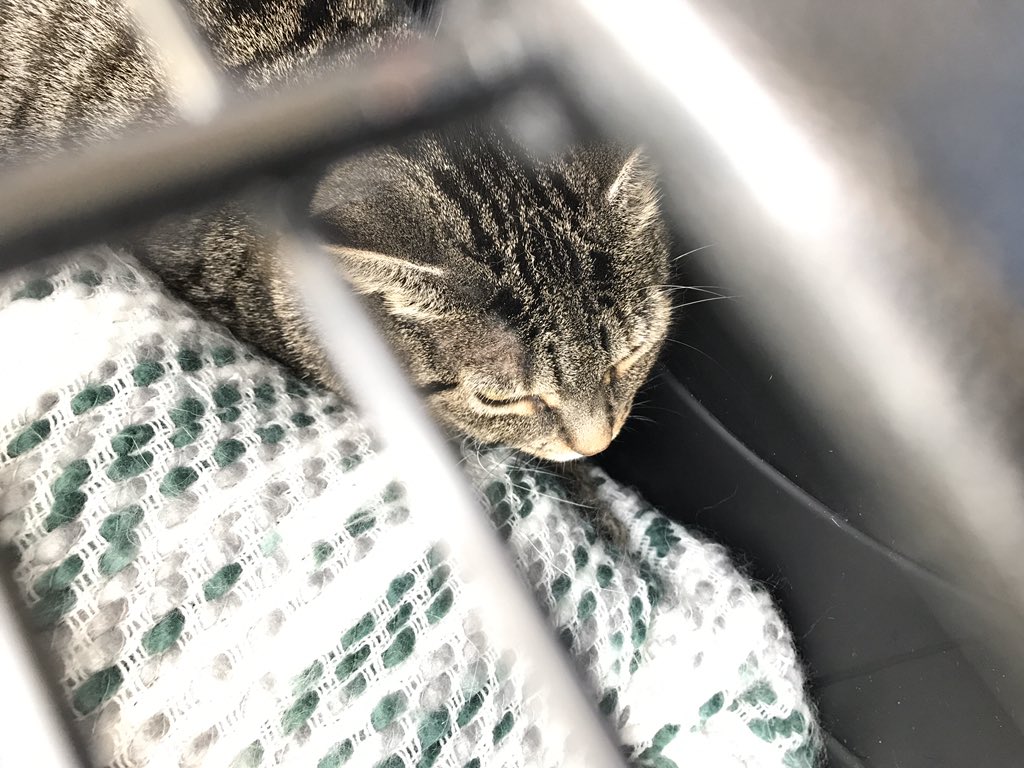EtobHumaneSoc's tweet photo. EHS is doing its part to help reduce the spread of COVID-19 by closing the shelter and moving all the cats and dogs in our care to loving foster homes. https://t.co/2U46RBZvHh