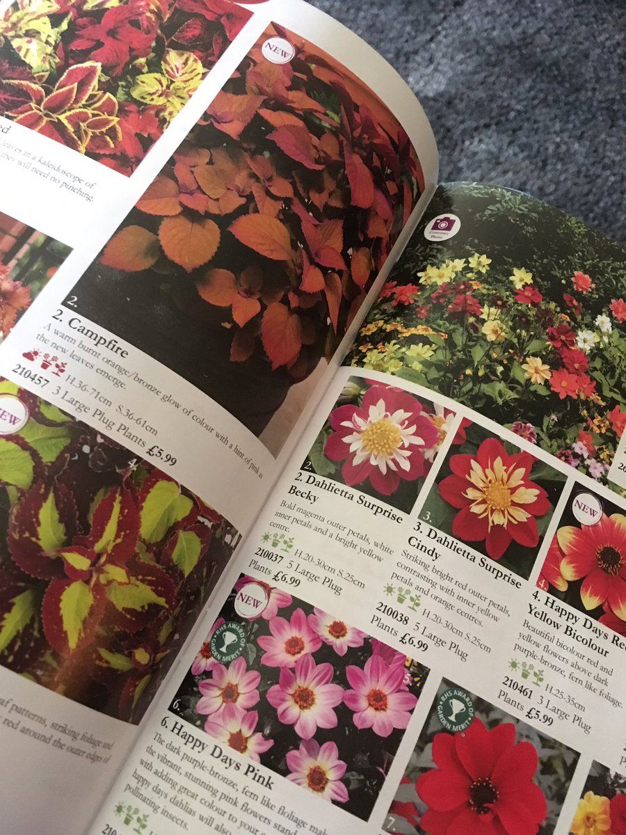 blossombaby123's tweet photo. Day off so browsing through my fabulous plant catalogue 
Thank you @brooksideplants https://t.co/5zjw1dt6c6