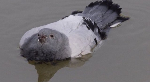 PigeonJon's tweet photo. DAY 3 OF ISOLATION.
Bored now. Decided to try a New life as a Fucking Duck. https://t.co/WbO3T3rNyD