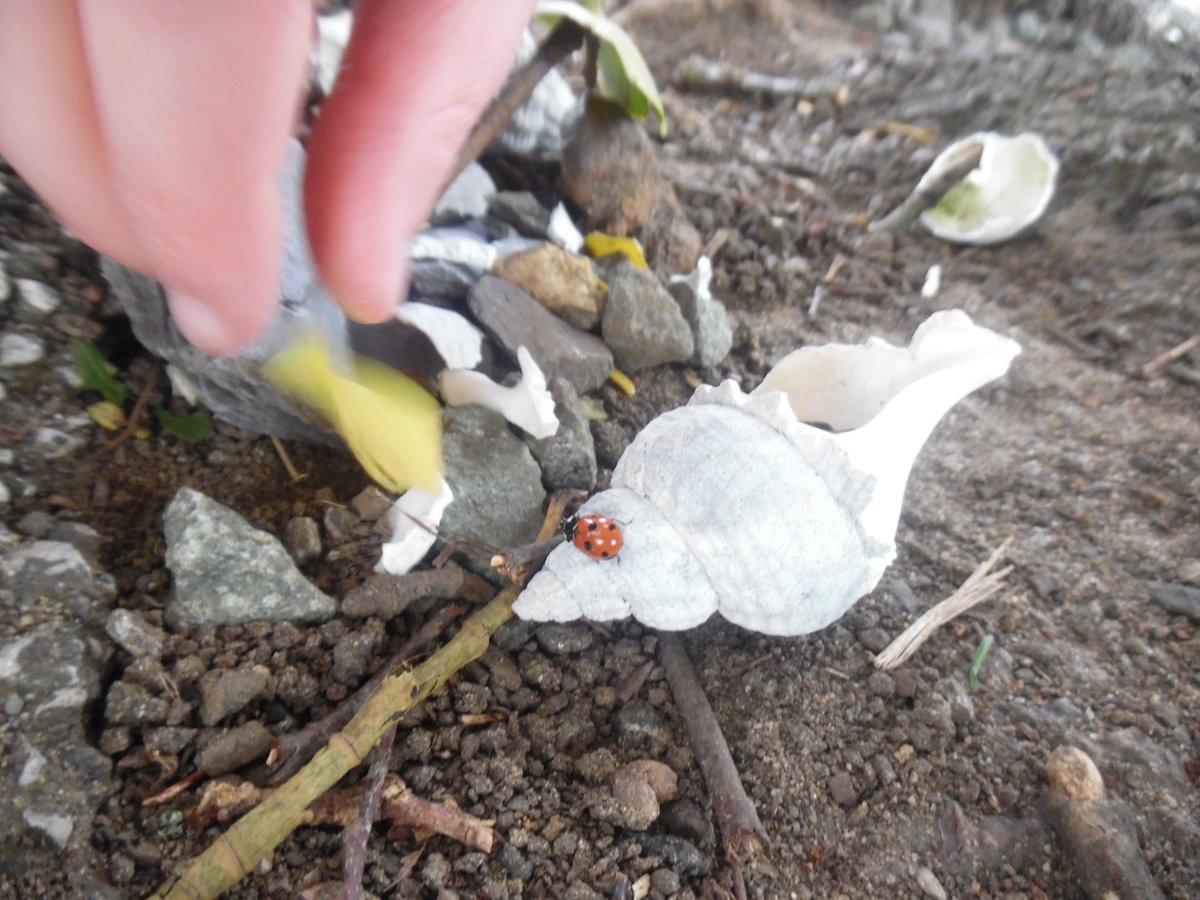 Brundall Primary tweet media