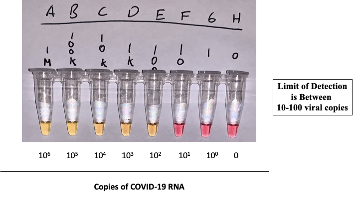 mason_lab's tweet image. Indeed LAMP works! Using @TwistBioscience controls and @NEBiolabs reagents with some clinical samples too - we see sensitivity range down to 10-100 viral copies. More coming soon...paper in review.