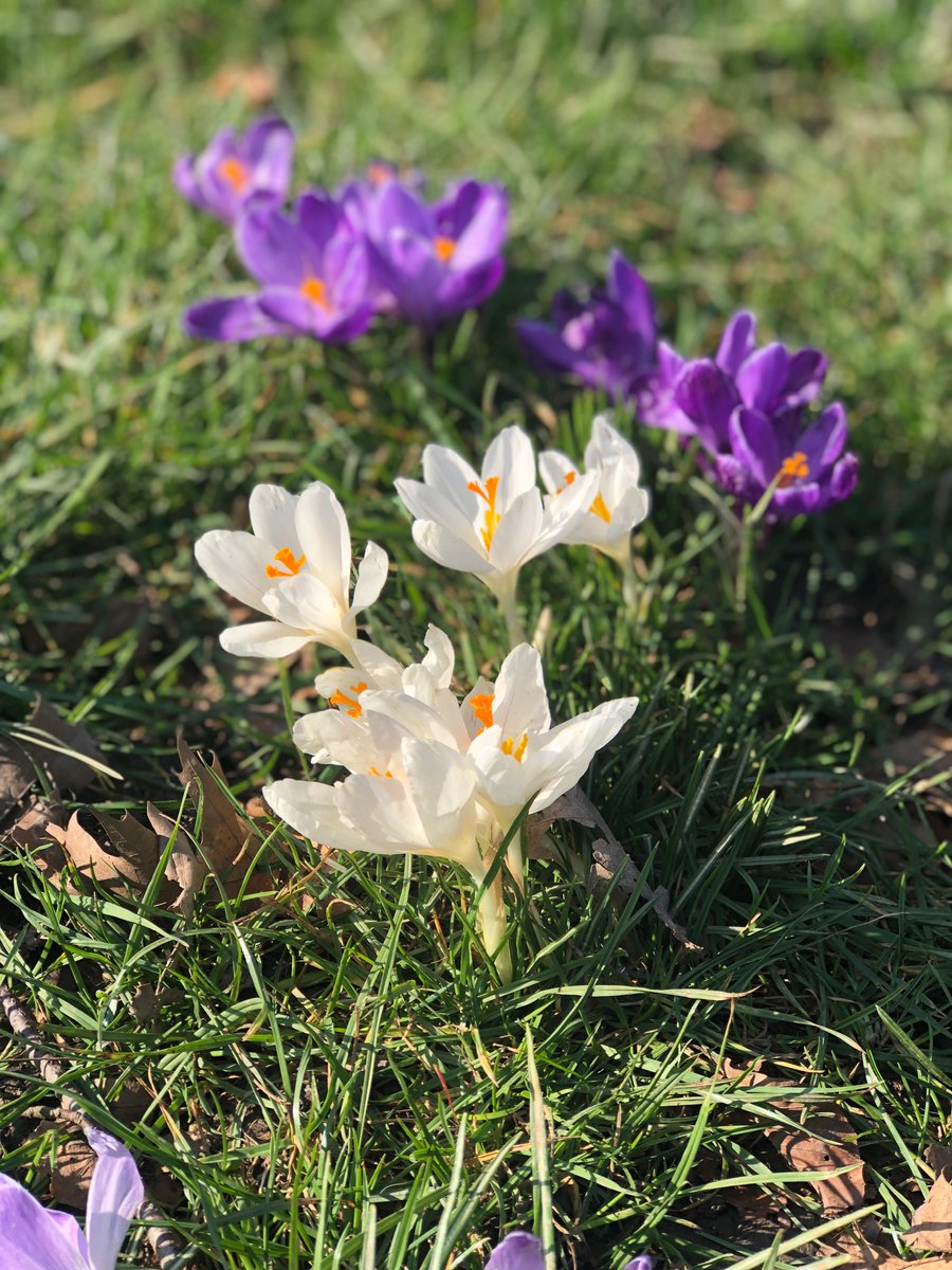 Hoping everyone's Mum keeps well and safe this Mothers Day! I am sure not the best way to celebrate in these difficult times but knowing that we all take care #mothersdayuk