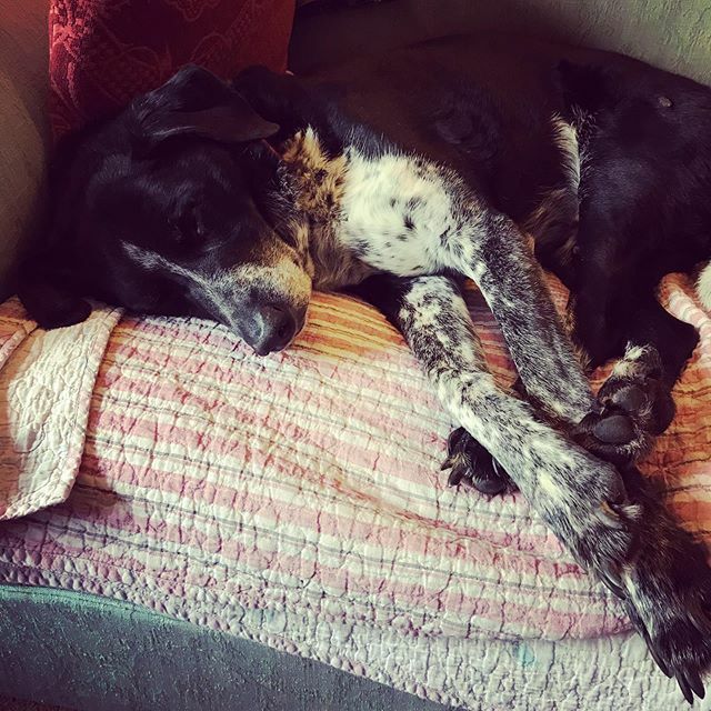 marcfrench's tweet photo. Look at this lovely sleepy boy. https://t.co/wfHRvZ0kzO https://t.co/FotRAP6iBD