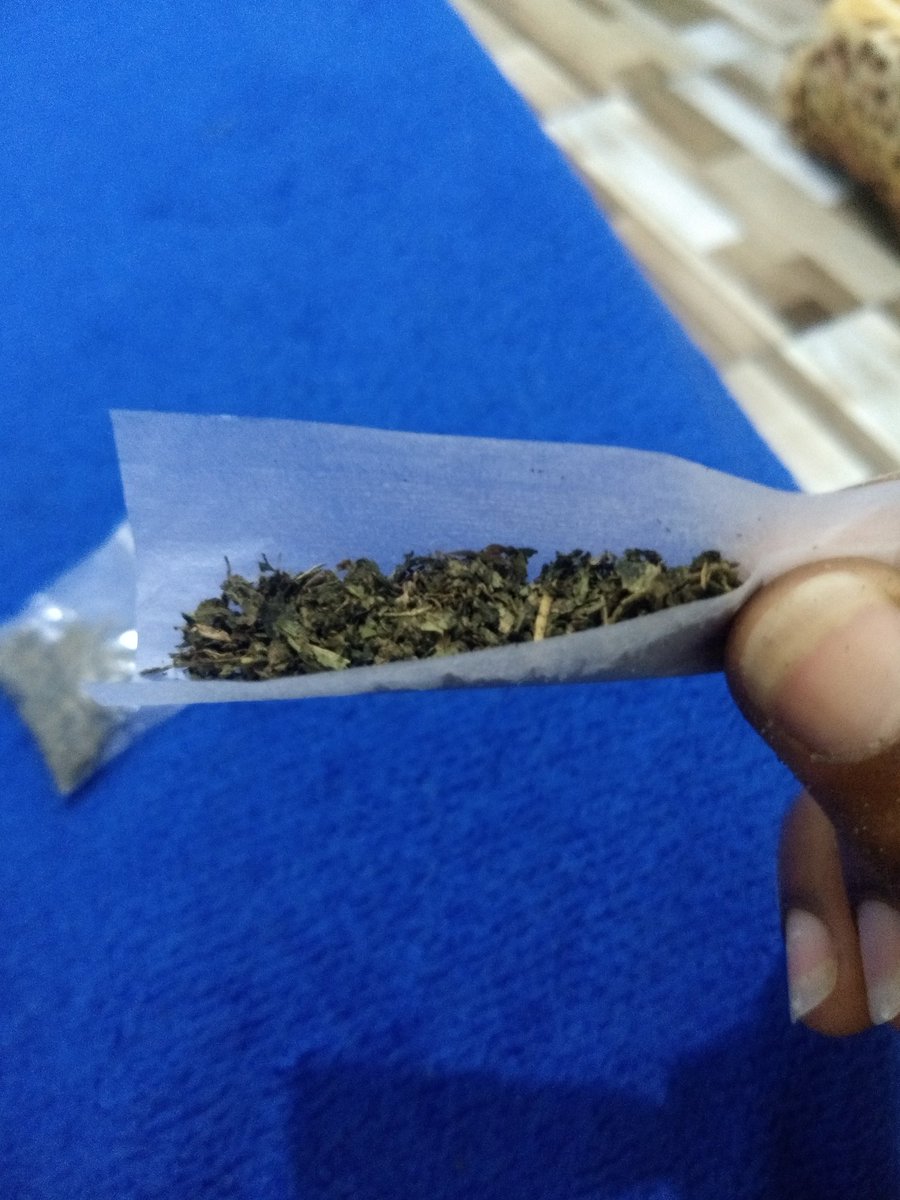 Marcin_1578's tweet photo. @BAS3ADO @smokeebudss @DuGreen4i20 @SPACECANNABIS @CannabisFoda @tiodogroww @Mlkmaconheiroo @Canabianonato @PasteleiroChap1 @alienchapadu @Chapadito2 @prasemprefla2 @Diario4e20 @Maconharia04i20 A palha do momento https://t.co/2m0JHB1dL0