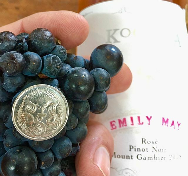 Rosé grapes are in....
I had to put a five cent piece on one of the Pinot Noir bunches just to show how tiny they are. Most of the grapes are less than half the width of the coin (smaller than a pea for those of you overseas). Tonnes are down all across … ift.tt/39Z8G2x