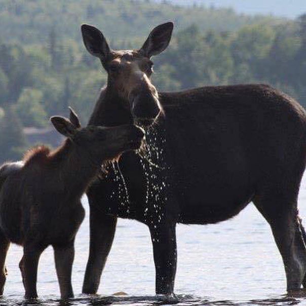 RaftingMaine's tweet photo. While we are distancing ourselves physically, let’s stay connected socially.  When it’s time to plan your next getaway, focus on the great outdoors. 🏕🛶🌲🥾🚣‍♂️⛰🌊
Maine will be here for you. 💛
👉 https://t.co/sfxuz2TgJu https://t.co/3VQjX07SGk